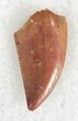 Authentic Raptor Tooth From Morocco - #23003-1